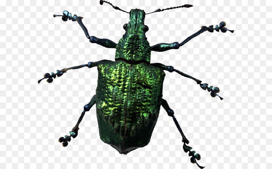 Scarabée，Look At Insectes PNG