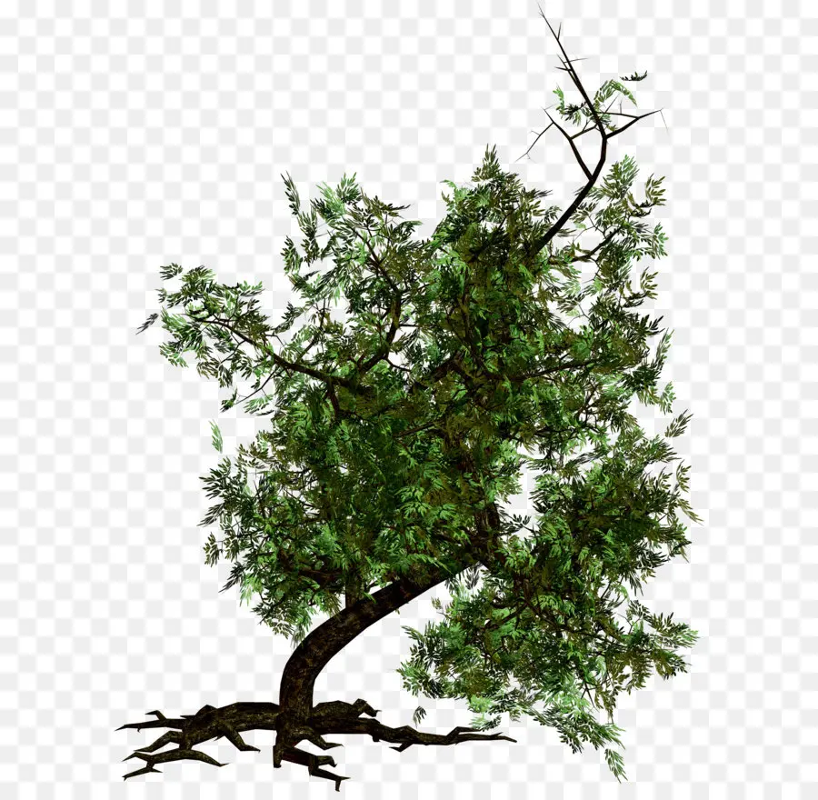 Arbre，Usine PNG