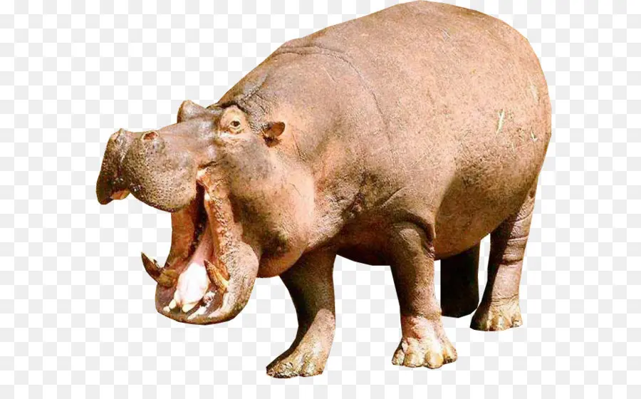 Hippopotame，Mammifère PNG