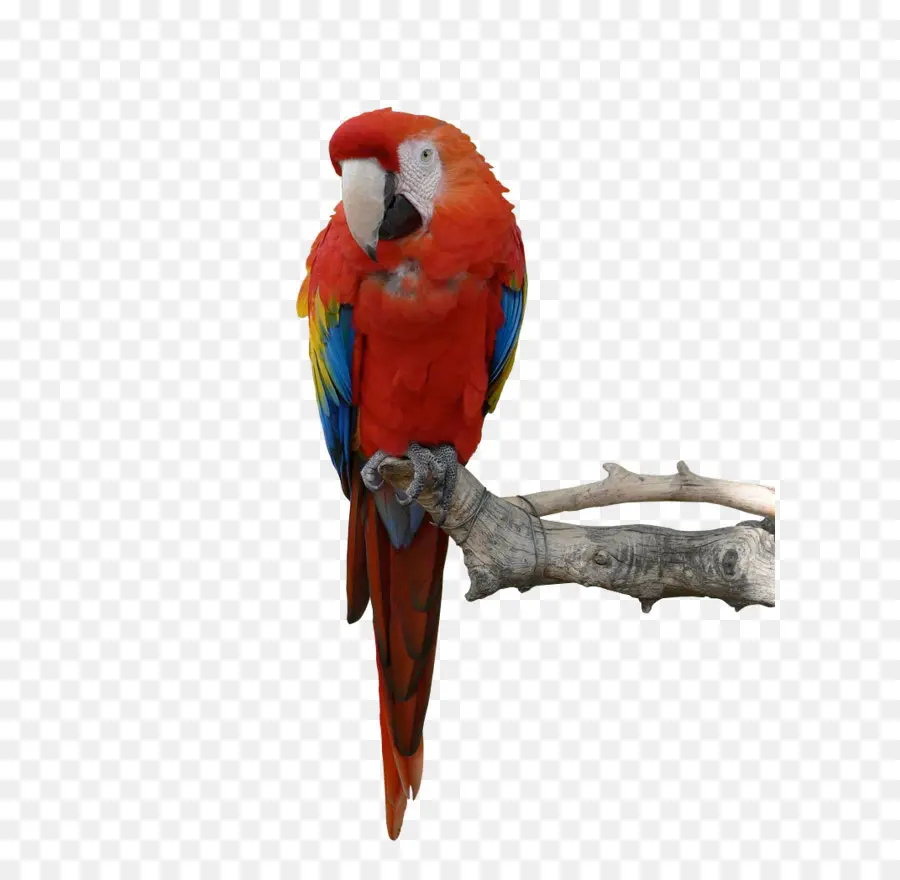 Perroquet，Ara PNG