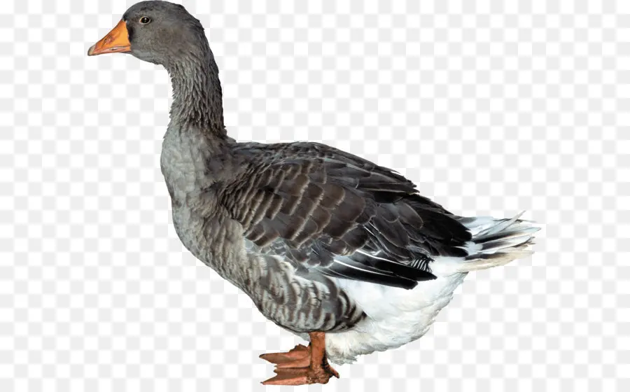 Canard，Oiseau PNG