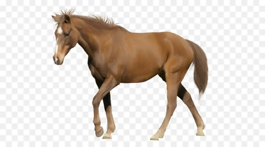 Tête De Cheval，équidé PNG