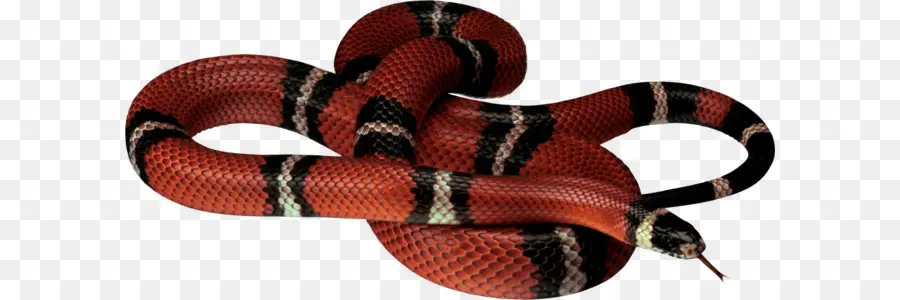 Serpent，Maïs Serpent PNG