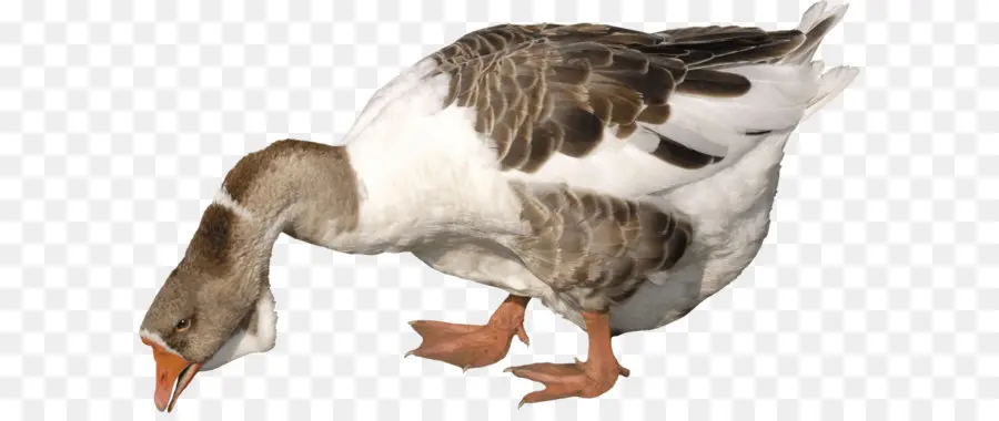 Oie，Oiseau PNG