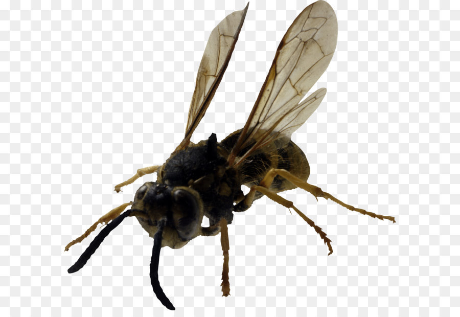 Abeille，Ailes PNG