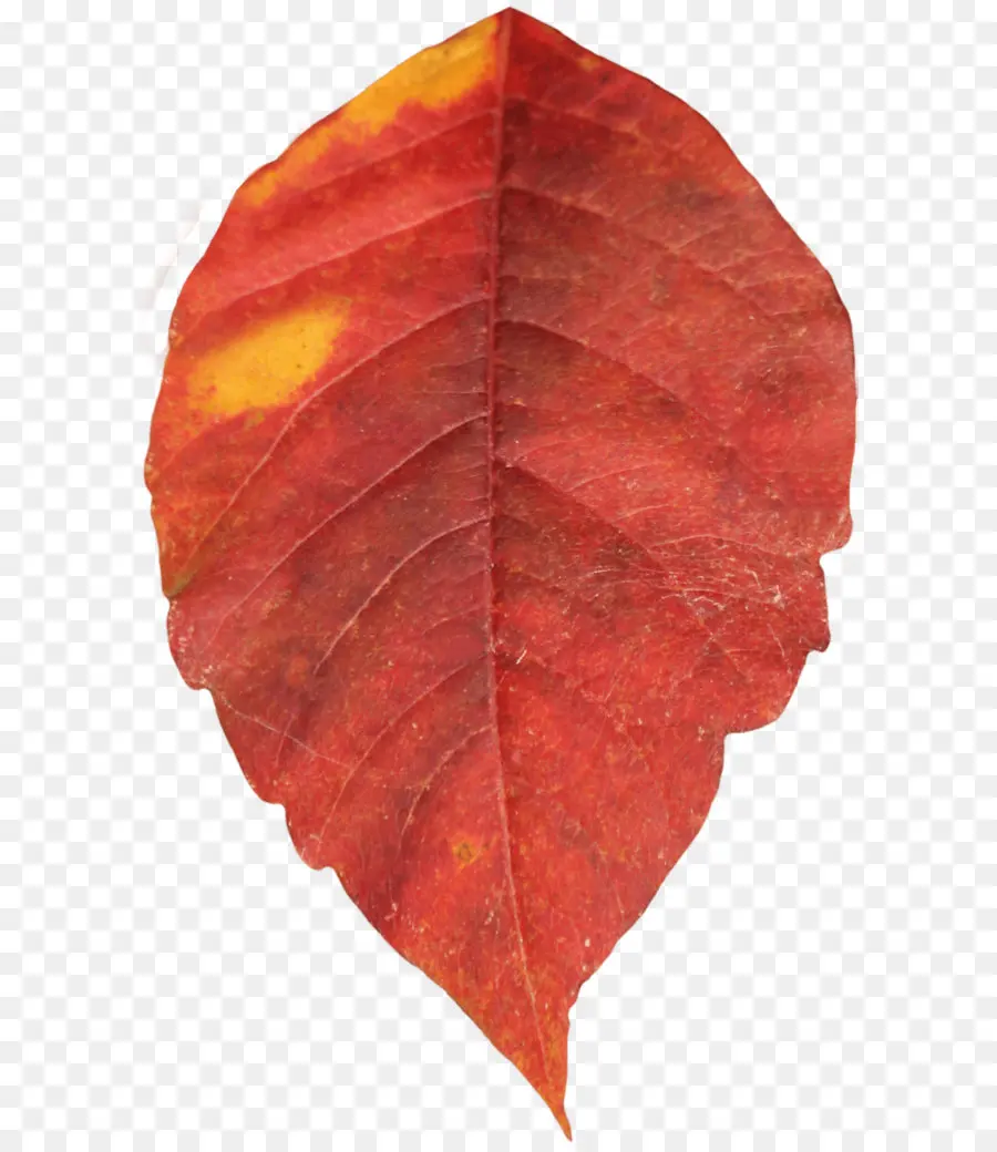 Feuille Rouge，Automne PNG