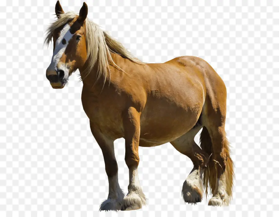 Cheval Arabe，American Miniature Horse PNG