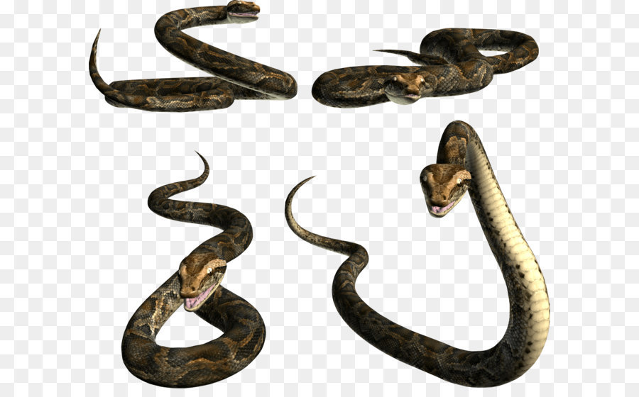 Serpents，Reptiles PNG