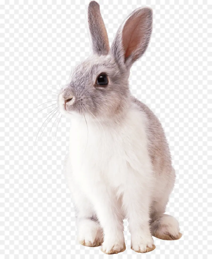 Pâques Lapin De，Lapin PNG