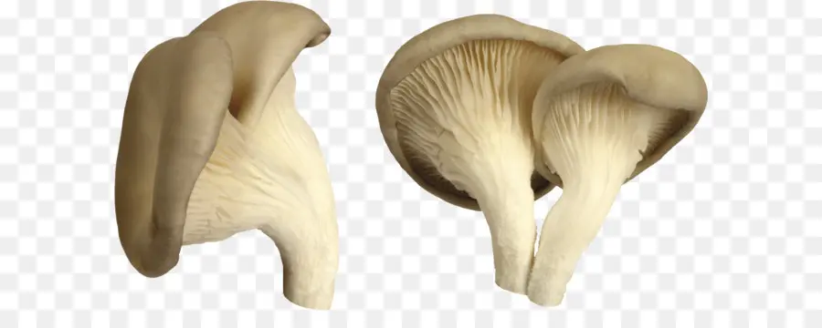 Huîtres Aux Champignons，Champignons PNG