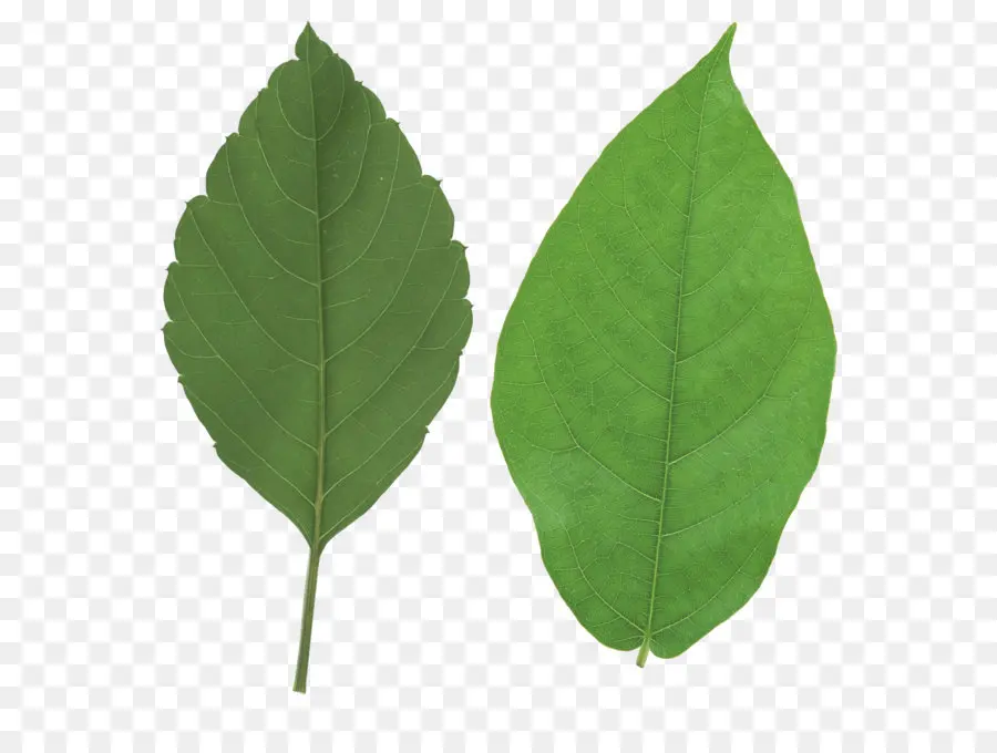 Feuilles Vertes，Feuillage PNG