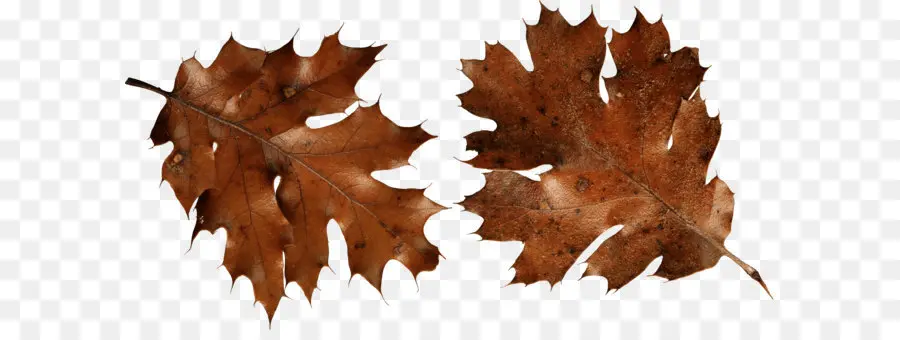 Feuilles Brunes，Automne PNG