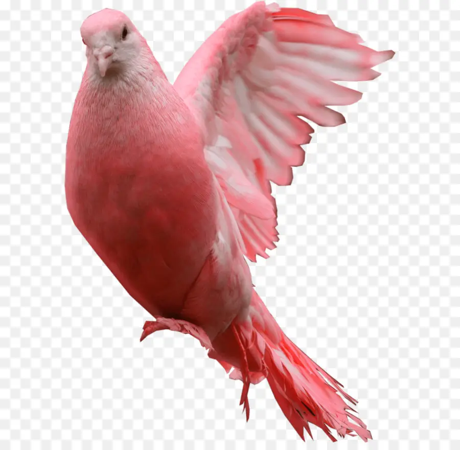 Colombe Rose，Oiseau PNG