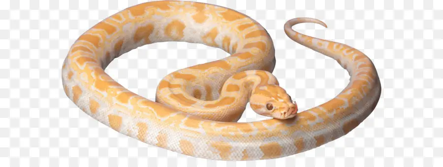 Serpent Jaune，Reptile PNG