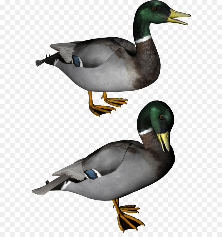 Canard，Oiseau PNG