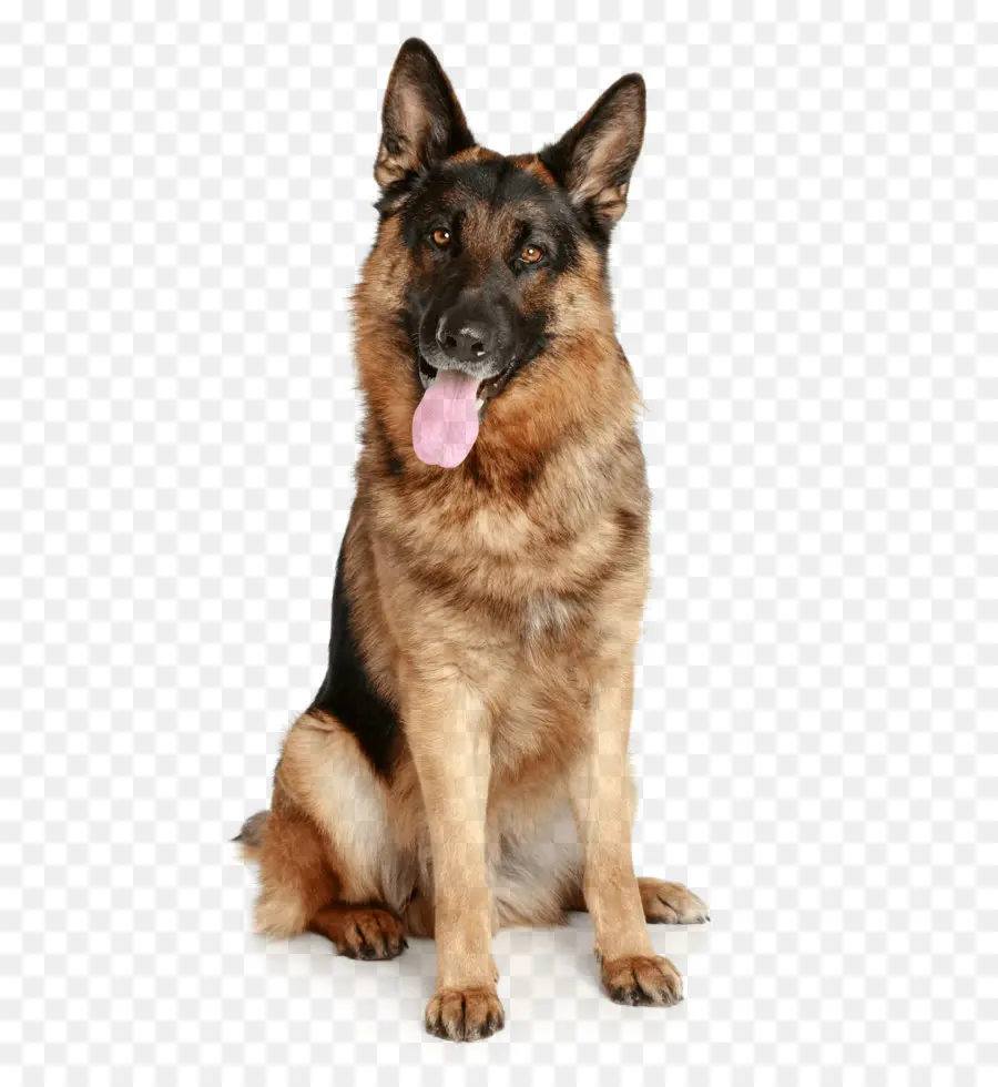 Allemand Berger，Shiloh Berger Chien PNG