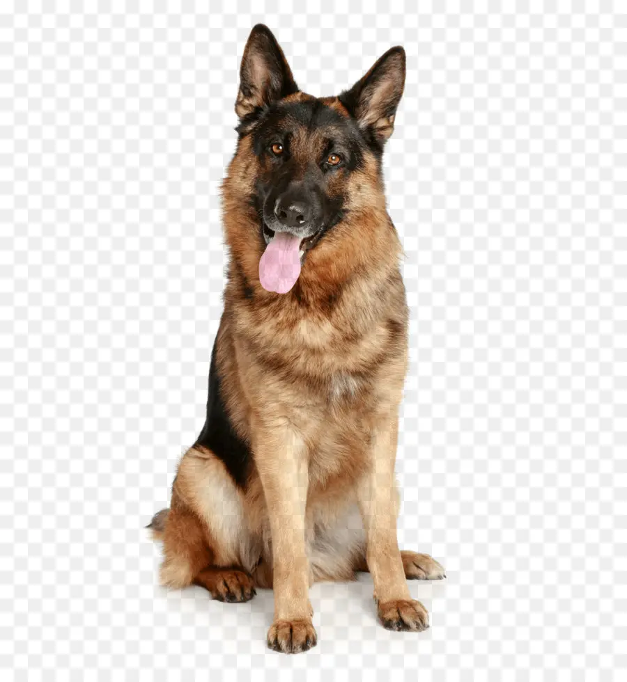 Chien，Animal De Compagnie PNG