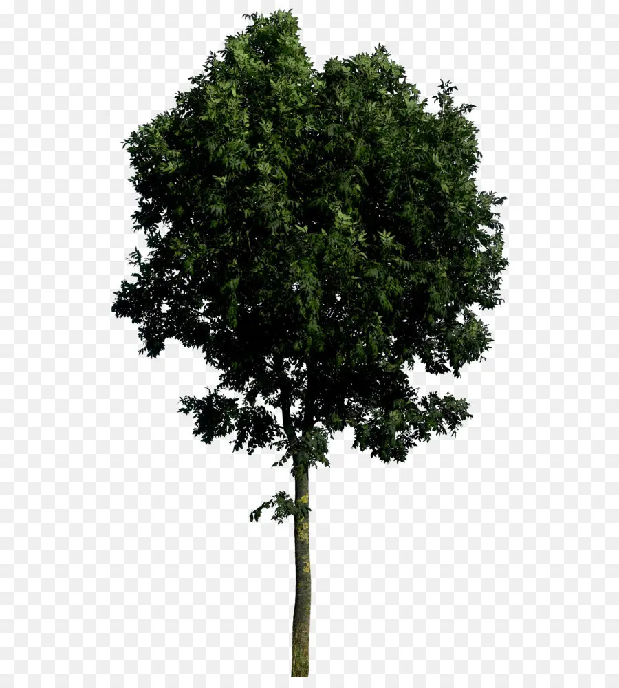 Arbre Vert，Arbre PNG