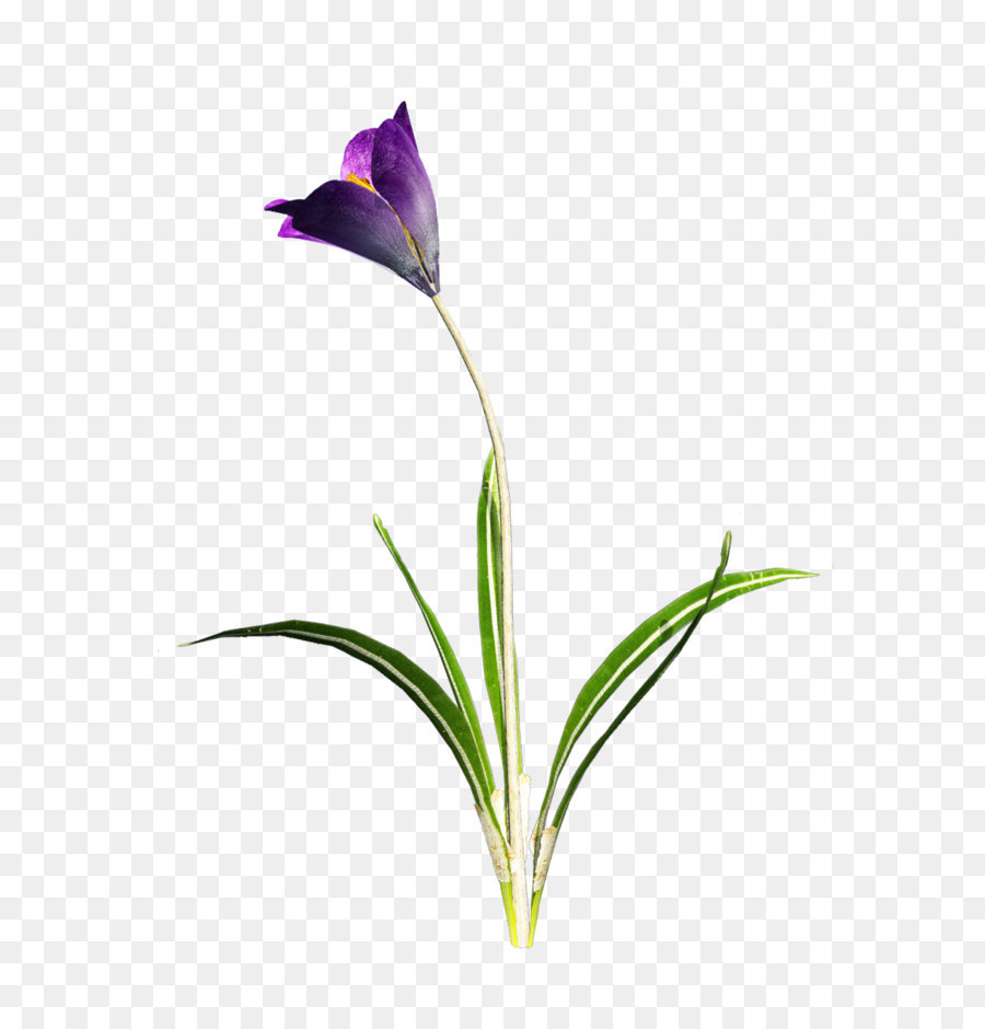 Fleur，Fleurir PNG