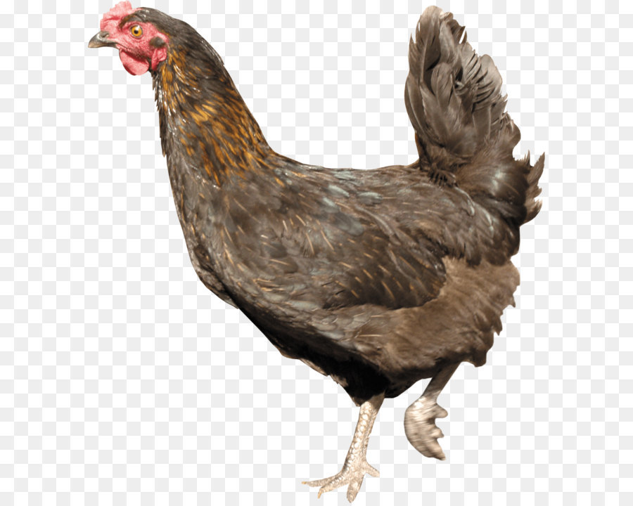 Poulet Brun，Poule PNG