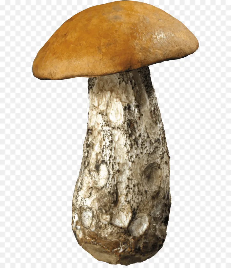 Champignon，Champignons PNG