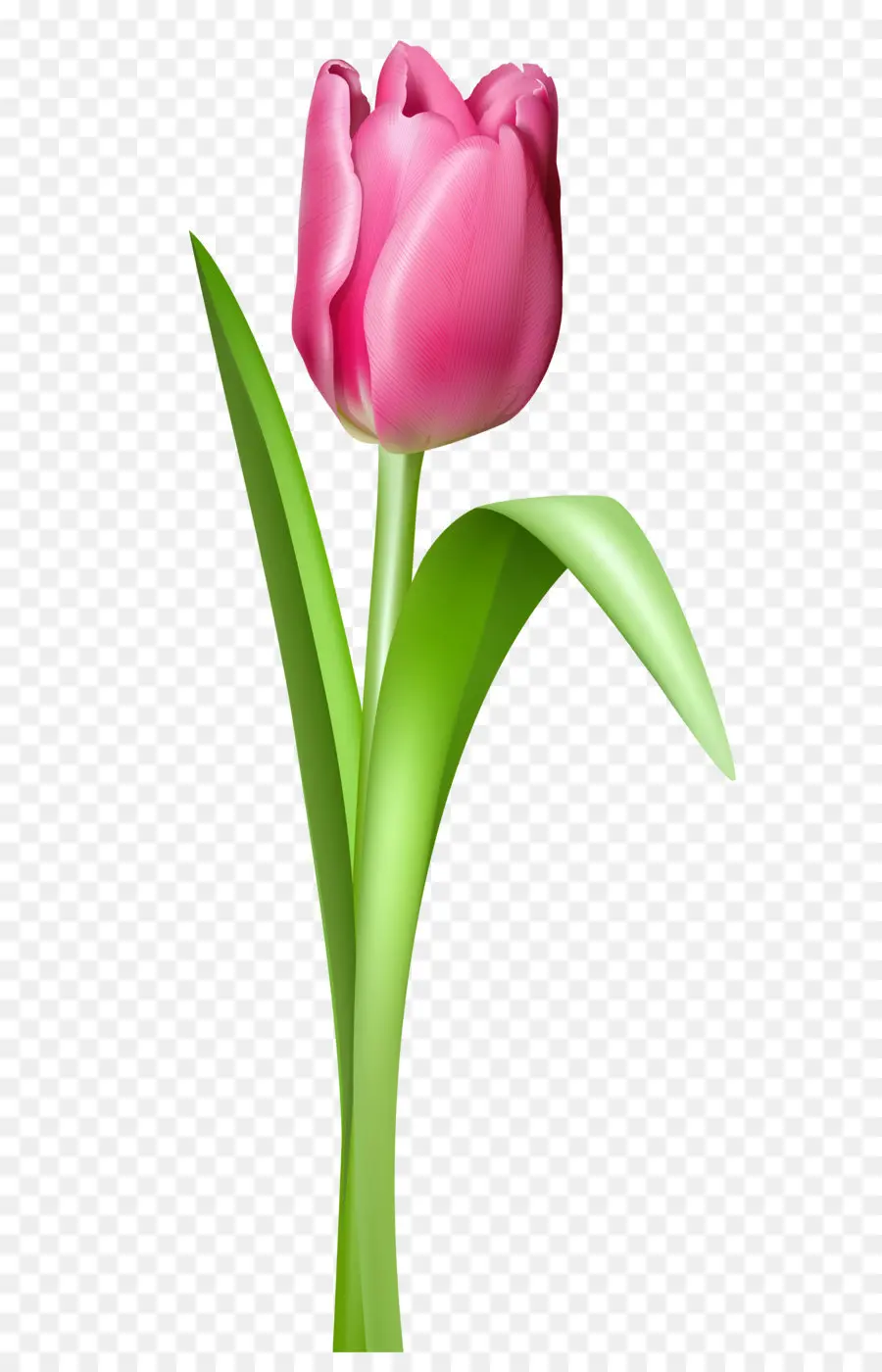L Noir Tulipe，Indira Gandhi Mémorial Des Tulipe Jardin PNG