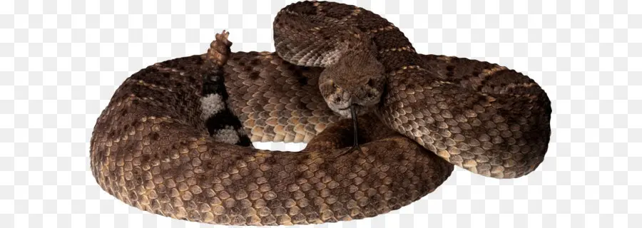 Serpent，Reptile PNG