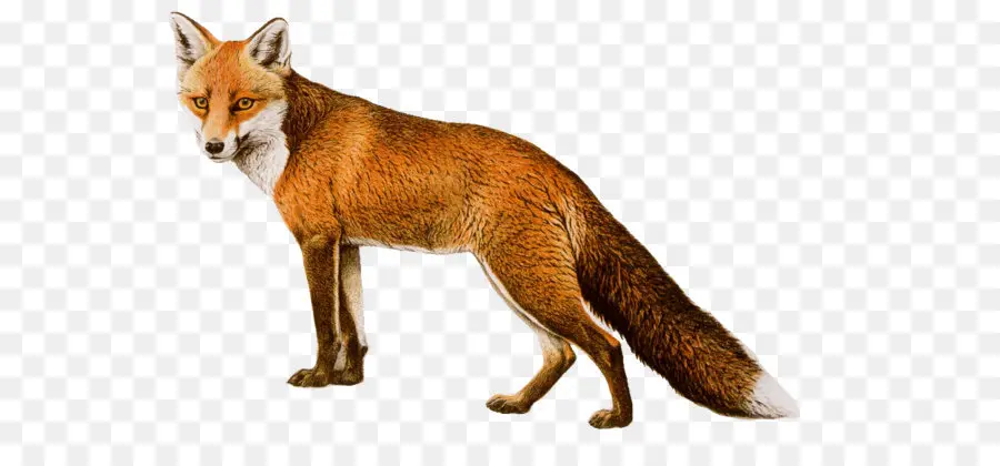 Arctique Fox，Fox PNG