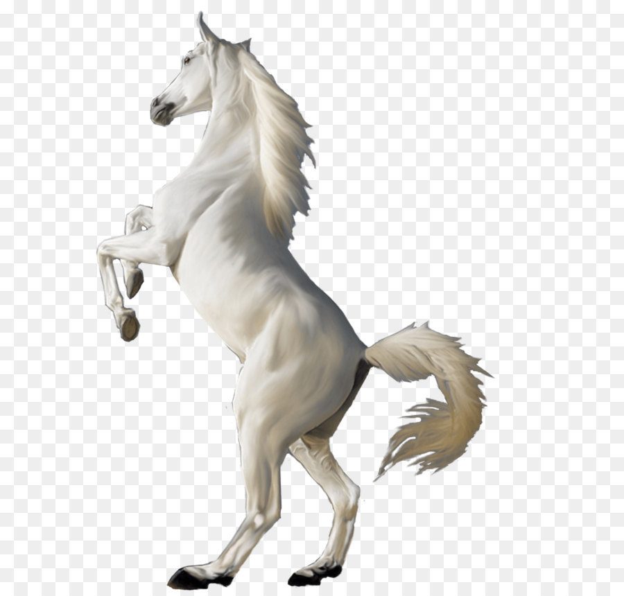 Cheval Arabe Blanc Ordinateur Icones Png Cheval Arabe Blanc Ordinateur Icones Transparentes Png Gratuit