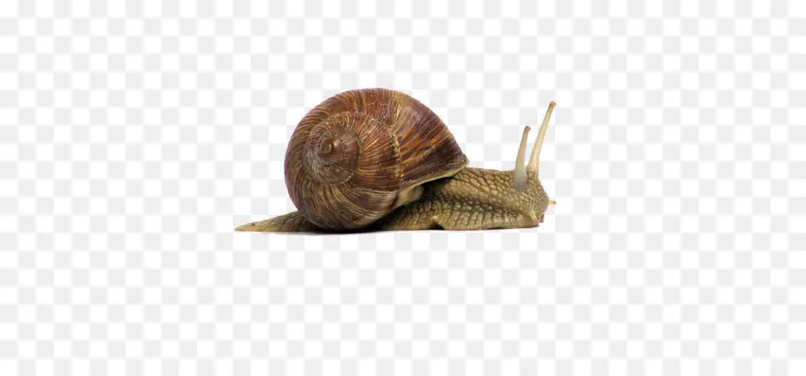 Escargot，Coquille PNG