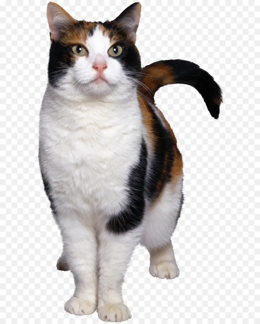 Chat Calico，Animal De Compagnie PNG