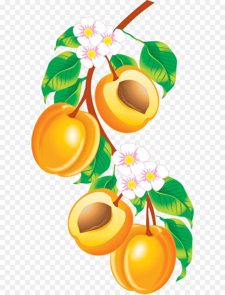 Abricots，Bifurquer PNG