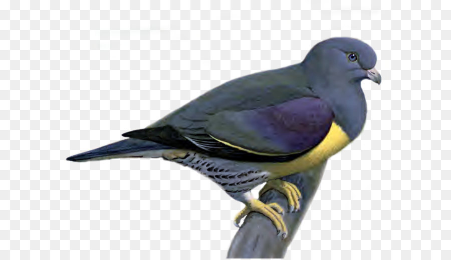 Columbidae，Télécharger PNG