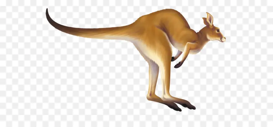 Kangourou，Marsupial PNG