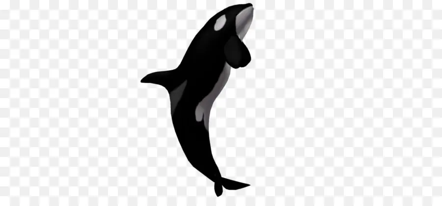 Orque，Baleine PNG