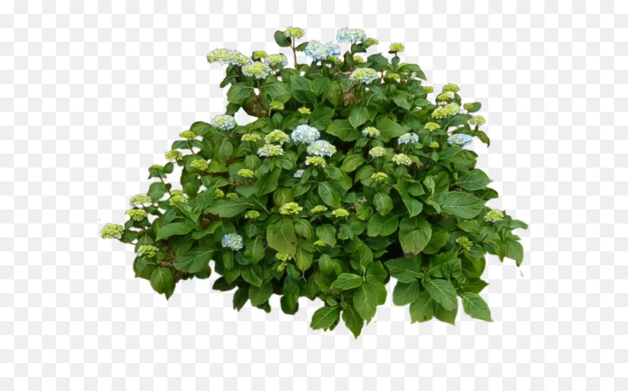 Buisson D'hortensia，Fleurs PNG