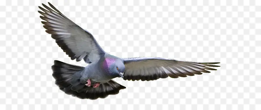 Pigeon，Vol PNG