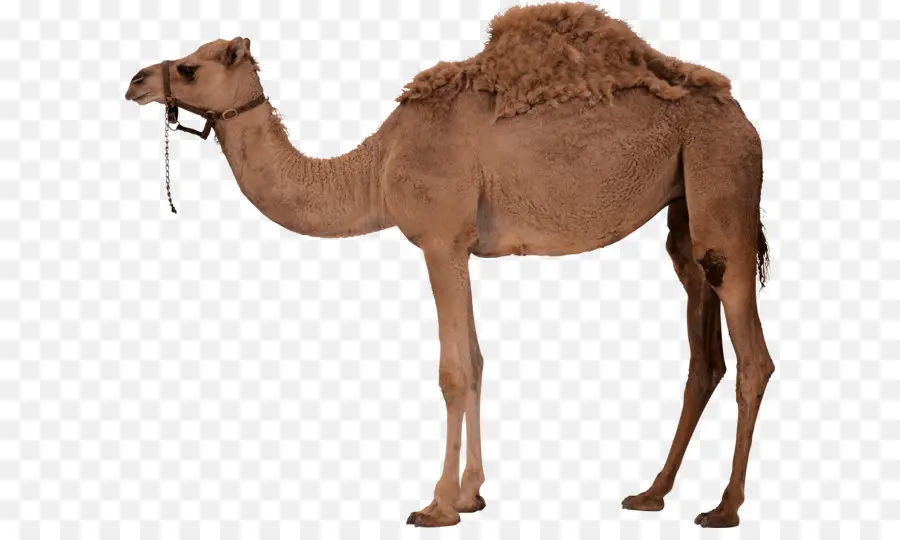 Dromadaire，De Bactriane Camel PNG