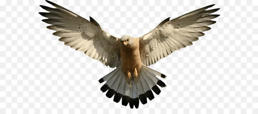 Oiseau，Falcon PNG