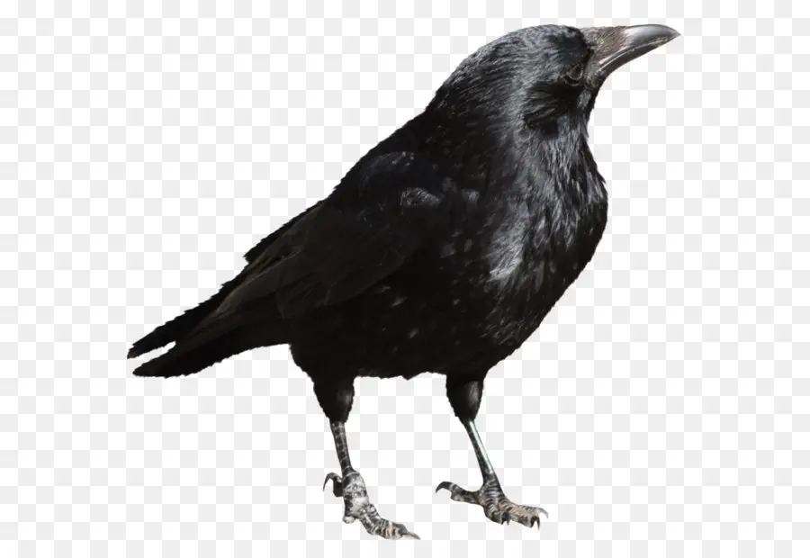 Corbeau Noir，Oiseau PNG