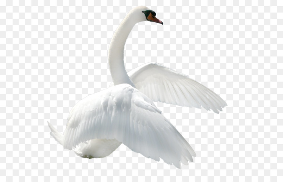 Black Swan，Whooper Swan PNG