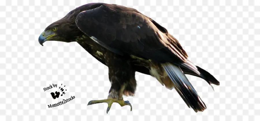 Oiseau，Chauve Aigle PNG