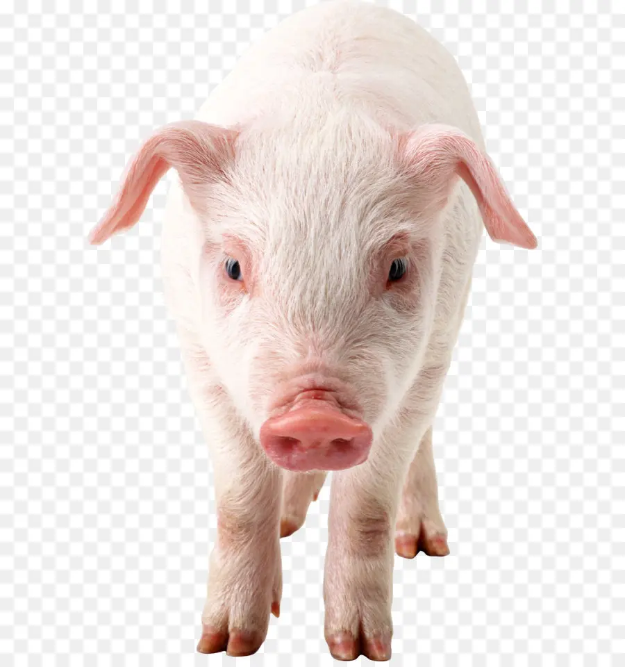 Cochon，Mignon PNG