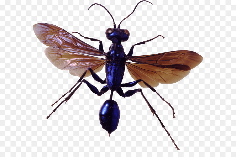 Insecte，Ailes PNG