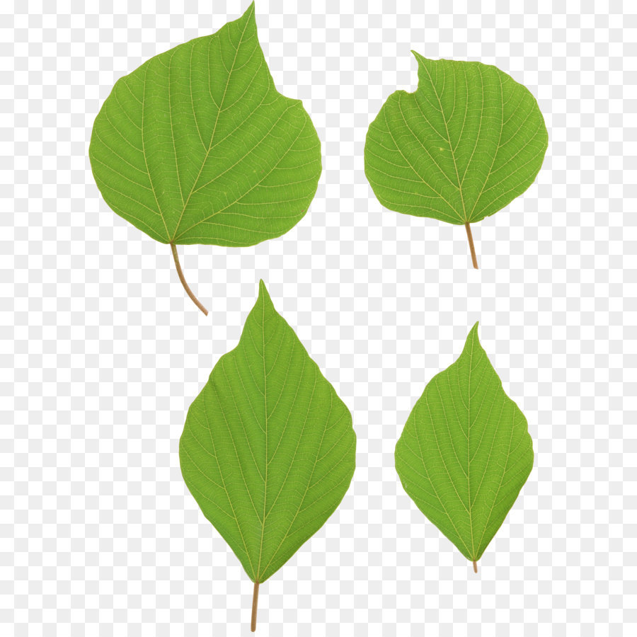 Feuilles Vertes，Usine PNG