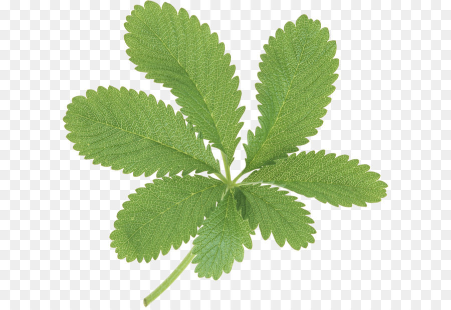 Feuilles De Menthe，Herbe PNG