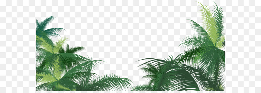 Arecaceae，Palm Branche PNG
