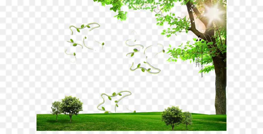 Arbre，Feuilles PNG