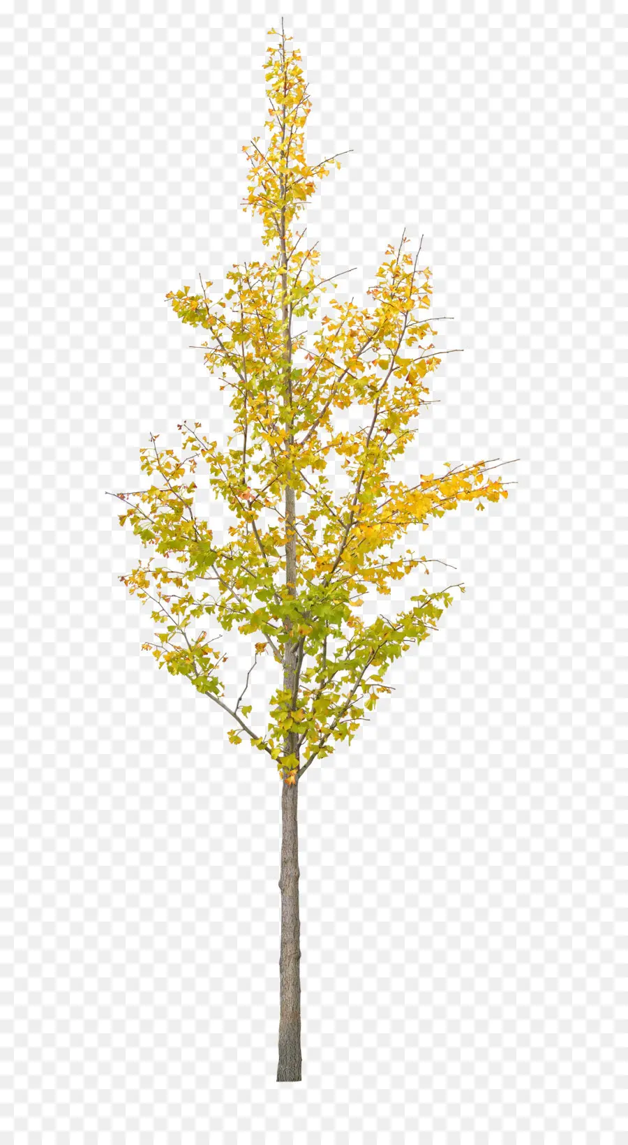 Arbre Jaune，Automne PNG