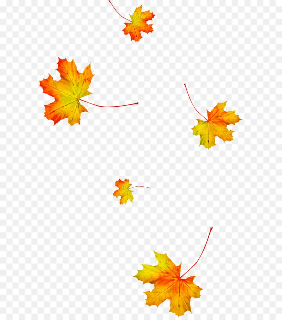 Chute Des Feuilles D'automne，Chute PNG